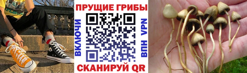 Псилоцибиновые грибы GOLDEN TEACHER  как найти закладки  Нариманов 